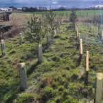 Case Study - Replanting the A14