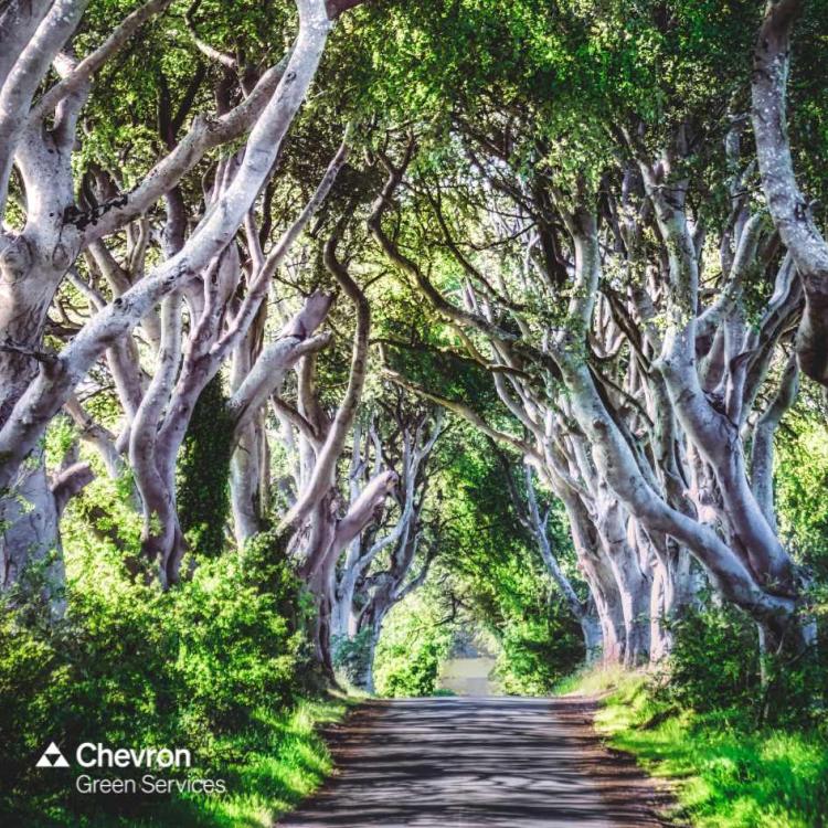 Tree Maintenance Tips For Landowners In 2024 Chevron Green Services   Dark Hedges Tree Maintenance 21.11.23 