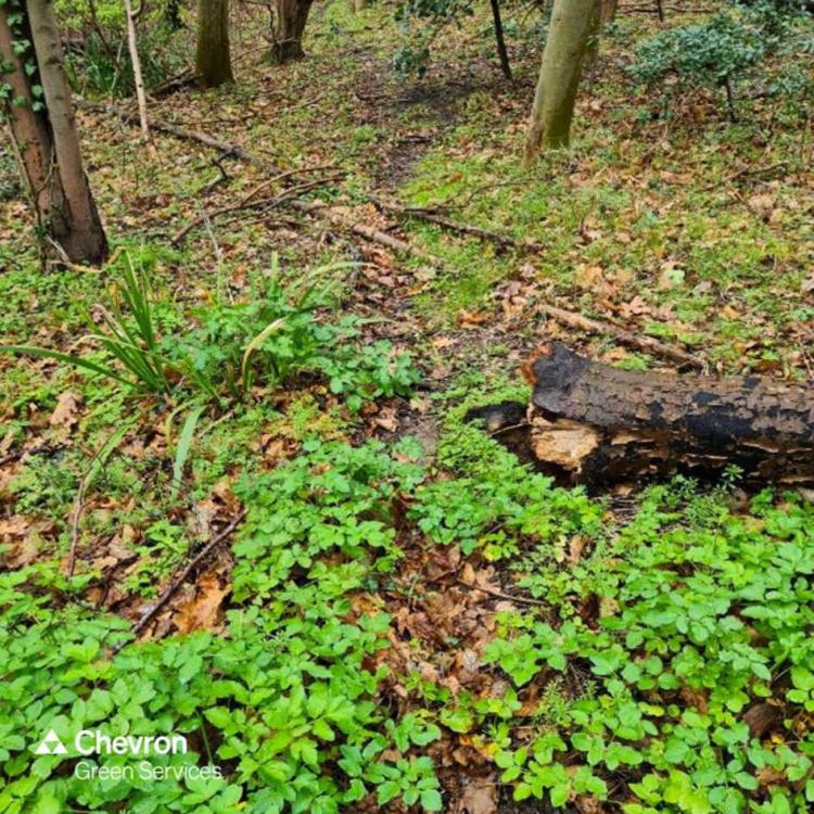 The significance and benefits of trees on road verges for biodiversity