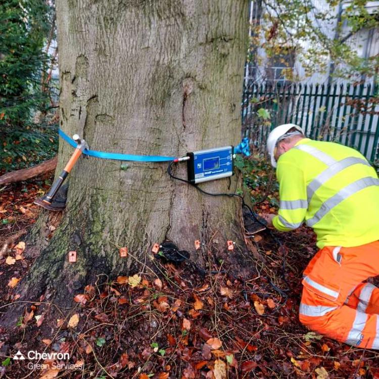 All you need to know about tree condition inspections as an estate owner