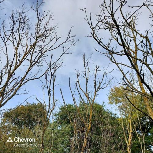 What is ash dieback, and how to deal with it