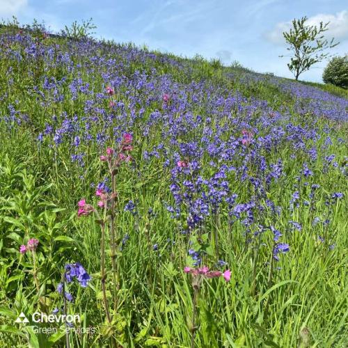 CGS reestablish wildflower plots for pollinators on the M1 