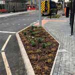 Case Study - Designing and building a planting scheme in East London